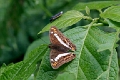 NYMPHALIDAE, Adelpha alala